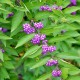 Callicarpa Issai 